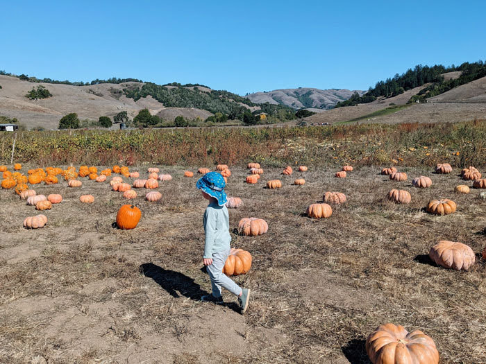 Nicasio Valley Pumpkin Patch