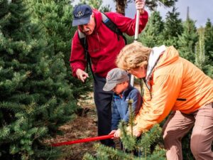 grandparents and child cutting down their own christmas tree