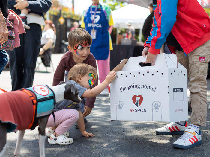 SF SPCA Birthday