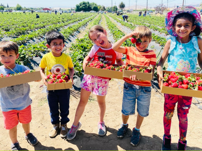 strawberry picking at Chao's fruit stand
