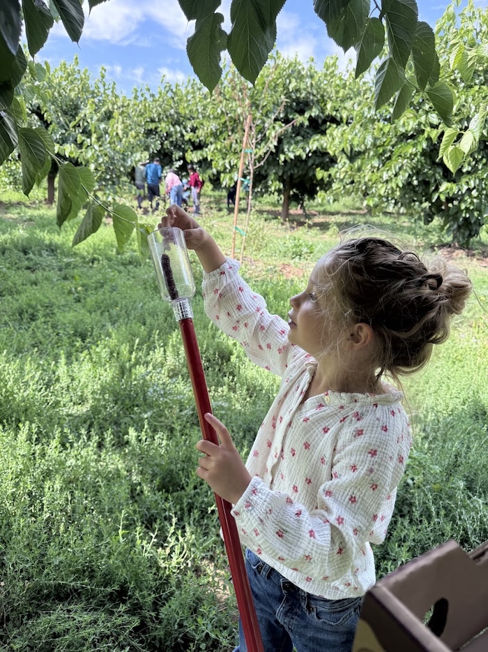 Picking mulberries in Brentwood, CA