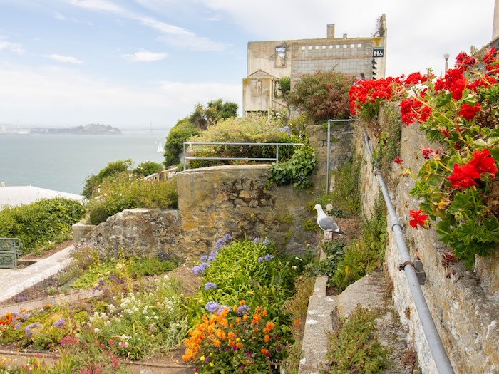 Alcatraz Island gardens and wildflowers