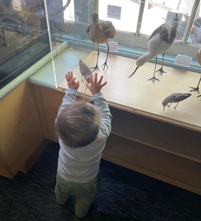 Child reaching for exhibits inside Crab Cove visitor center
