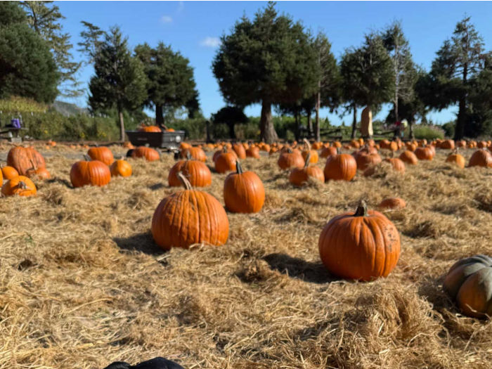 pumpkin farm with field