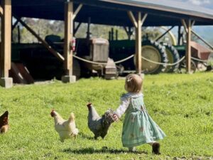 toddler chasing chickens