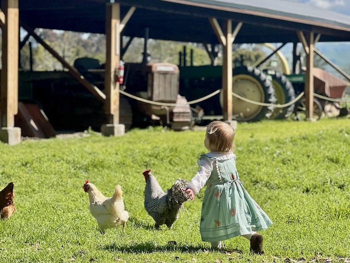 toddler chasing chickens
