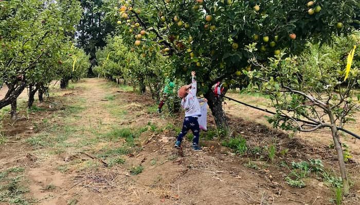 little girl picking an apple off of a tree