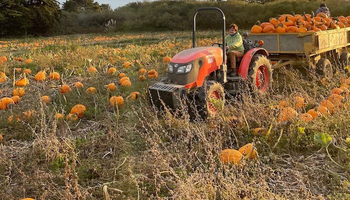 pumpkins in the farm fields and tractor