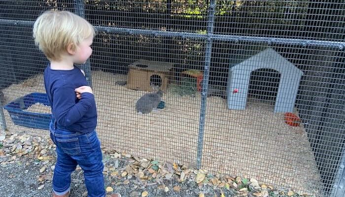 small child looking at rabbits in an enclosure with a small house